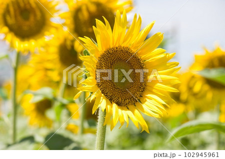 青空背景のひまわりのアップ 青空背景のひまわりのアップ 102945961
