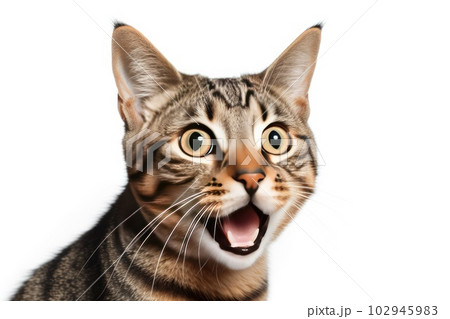 a surprised cat portrait 102945983