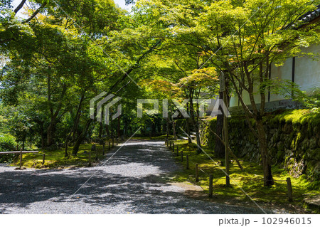 京都嵯峨嵐山の夏　緑豊かな二尊院 102946015