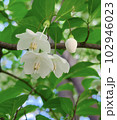 Japanese Snow Bell優しい白い花 102946023
