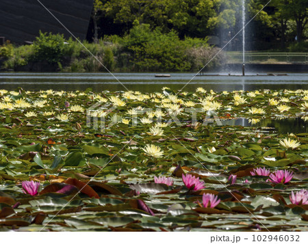 睡蓮の花が咲く池と噴水の写真素材 [102946032] - PIXTA