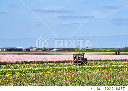 Julianadorp, Netherlands. May 2023. A blooming field of pink tulips. Julianadorp, Netherlands. May 2023. A blooming field of pink tulips. 102946877