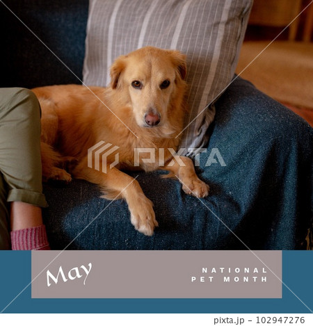 Composite of may national pet month text and golden retriever relaxing on armchair at home 102947276
