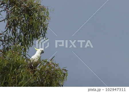 Wild sulphur-crested cockatoo perched in tree with grey skies Wild sulphur-crested cockatoo perched in tree with grey skies 102947311