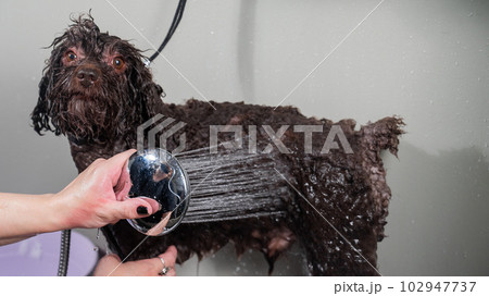 Woman washing brown mini poodle in grooming salon.  102947737