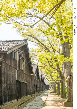 山居倉庫のケヤキ並木　米どころ庄内のシンボル 102948199