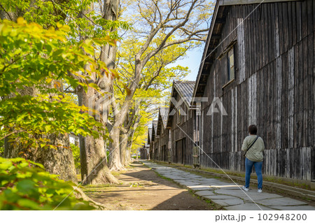山居倉庫の欅並木 米どころ庄内のシンボル 山居倉庫の欅並木 米どころ庄内のシンボル 102948200
