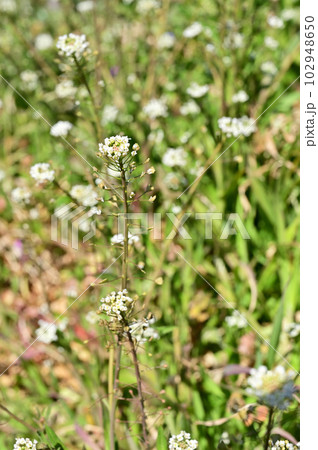 植物:ナズナ アブラナ科 植物:ナズナ アブラナ科 102948650