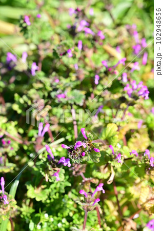 植物：ホトケノザ　シソ科 102948656