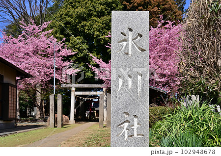 砂氷川社　境内に咲く寒桜　さいたま市見沼区 102948678