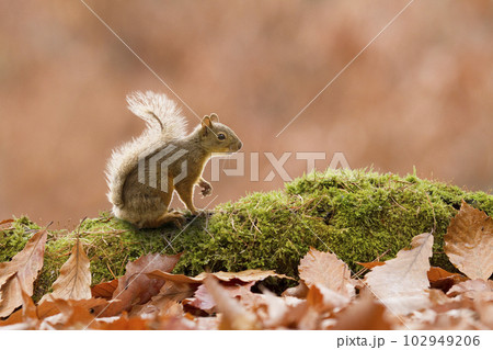 秋のシマリス　蓼科高原にて 102949206