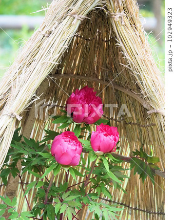 冬の風物詩藁囲いの中で咲く大輪の濃いピンクの牡丹の花 102949323