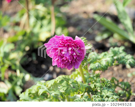 赤紫色の八重咲きのキンポウゲ科アネモネの花 赤紫色の八重咲きのキンポウゲ科アネモネの花 102949328