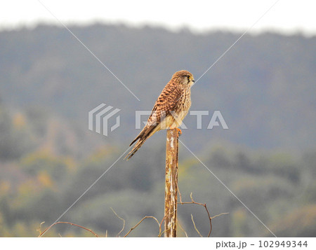 農耕地の杭にとまるハヤブサ科のチョウゲンボウの雌 102949344