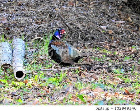 長い尾でカラフルな羽毛が美しい国鳥キジの雄 102949346