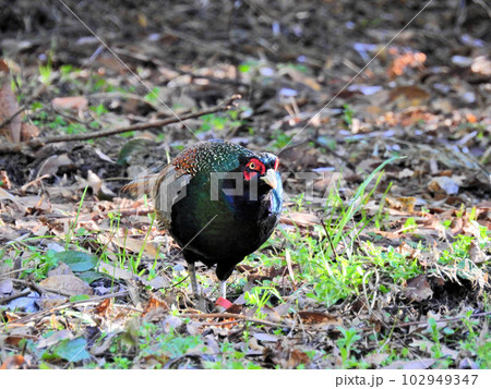長い尾でカラフルな羽毛が美しい国鳥キジの雄 102949347