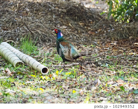 長い尾でカラフルな羽毛が美しい国鳥キジの雄 102949352