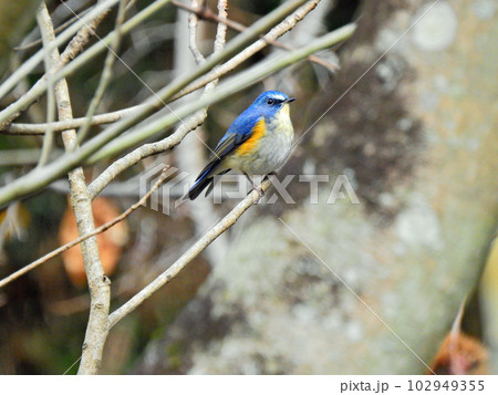 幸せの青い鳥スズメ科の冬鳥ルリビタキの雄 幸せの青い鳥スズメ科の冬鳥ルリビタキの雄 102949355