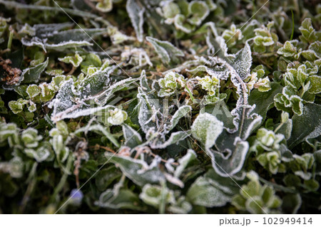 Frozen green grass, frost in spring. Cold and crisp morning Frozen green grass, frost in spring. Cold and crisp morning 102949414