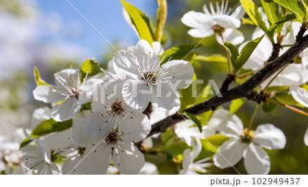 Cherry, apple or plum blossoms in spring. Fruit growing. Horizontal banner 102949437