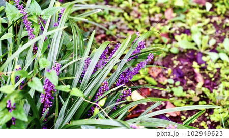 野生で咲いている紫色のアンゲロニア 102949623