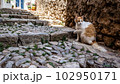 Cat on cobblestone stairs in the old town. 102950171