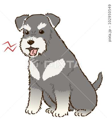 怒るシュナウザー(ソルトアンドペッパー) 怒るシュナウザー(ソルトアンドペッパー) 102950549