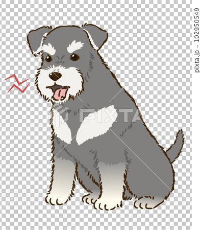 怒るシュナウザー(ソルトアンドペッパー) 怒るシュナウザー(ソルトアンドペッパー) 102950549