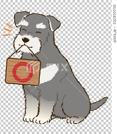 丸マークを描いた看板を咥えるシュナウザー（ソルトアンドペッパー） 102950550
