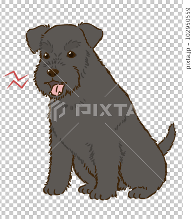 angry schnauzer (black) 102950559