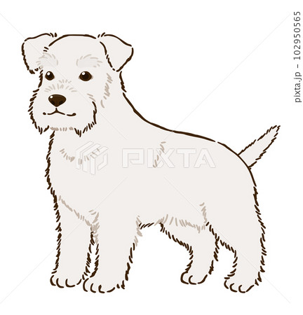 シュナウザー(白) シュナウザー(白) 102950565