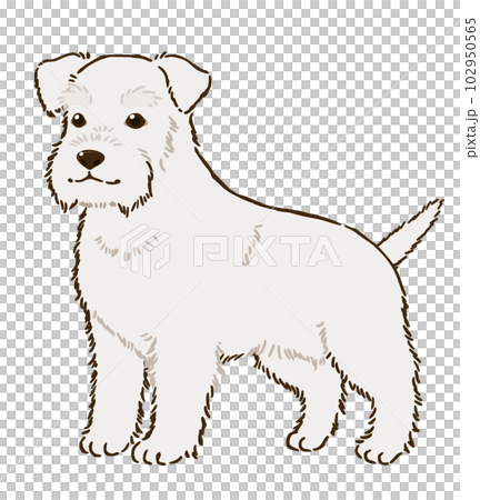 シュナウザー(白) シュナウザー(白) 102950565