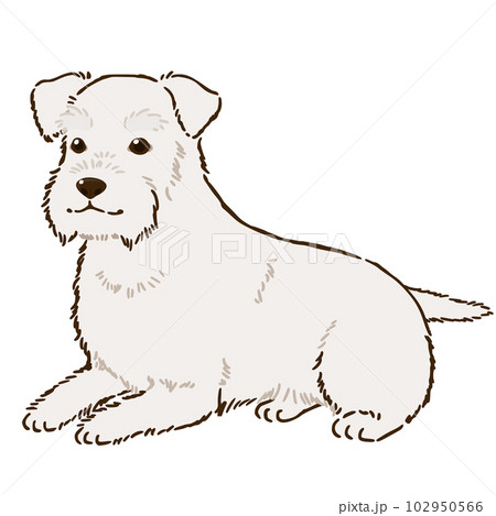 伏せるシュナウザー（白） 102950566