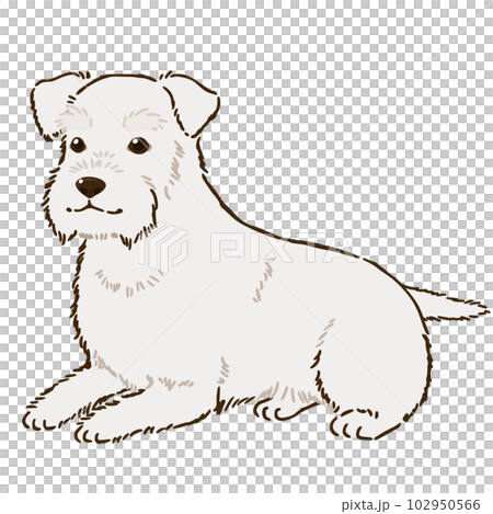 伏せるシュナウザー（白） 102950566