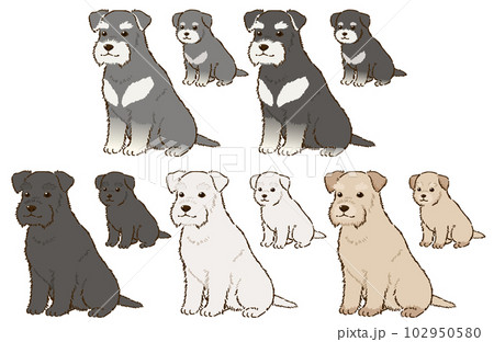 色々な毛色のシュナウザー（垂れ耳） 102950580