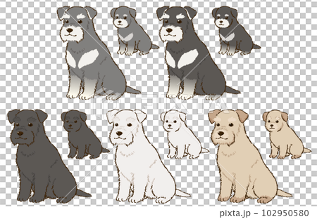 色々な毛色のシュナウザー（垂れ耳） 102950580