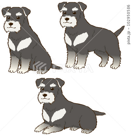 色々な姿勢のシュナウザー（ブラックアンドシルバー） 102950586