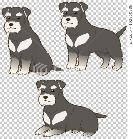 色々な姿勢のシュナウザー（ブラックアンドシルバー） 102950586