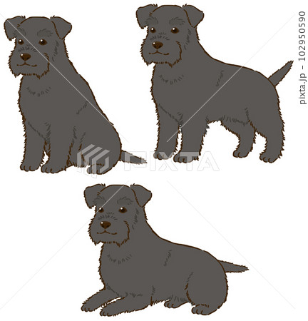 色々な姿勢のシュナウザー(黒) 色々な姿勢のシュナウザー(黒) 102950590