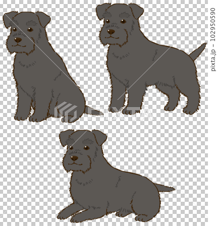 色々な姿勢のシュナウザー(黒) 色々な姿勢のシュナウザー(黒) 102950590