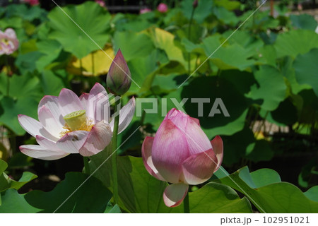 蓮の花の風景 102951021