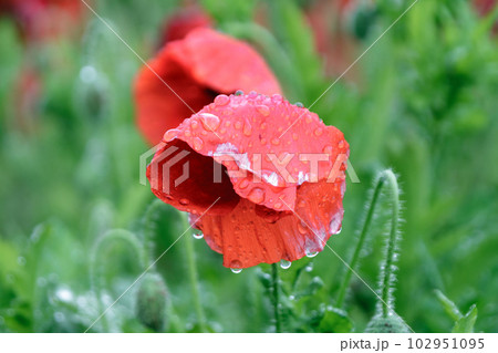 鮮やかな赤い薄紙のような花、シャレーポピーの雨上がり 102951095