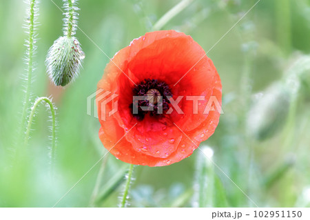 鮮やかな赤い薄紙のような花、シャレーポピーの雨上がり 鮮やかな赤い薄紙のような花、シャレーポピーの雨上がり 102951150
