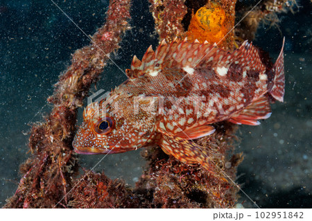 カサゴ カサゴ 102951842