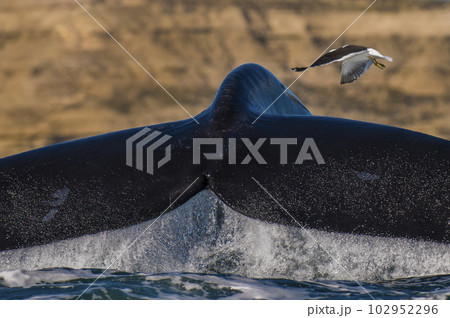 Southern right whale,jumping behavior, Argentina Southern right whale,jumping behavior, Argentina 102952296