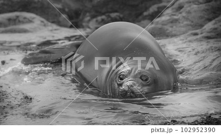 Elephant seal resting on the beach, Peninsula Valdes, Patagonia, Argentina. Elephant seal resting on the beach, Peninsula Valdes, Patagonia, Argentina. 102952390