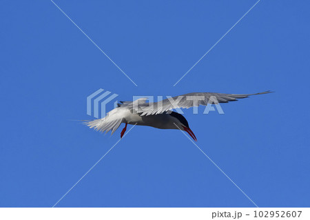 Tern in flight, Peninsula Valdes,Patagonia Argentina. Tern in flight, Peninsula Valdes,Patagonia Argentina. 102952607