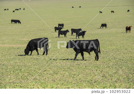 Cows fed with natural grass in pampas countryside, Patagonia, Argentina. 102953022