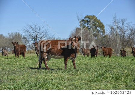 Cows fed with natural grass in pampas countryside, Patagonia, Argentina. Cows fed with natural grass in pampas countryside, Patagonia, Argentina. 102953422