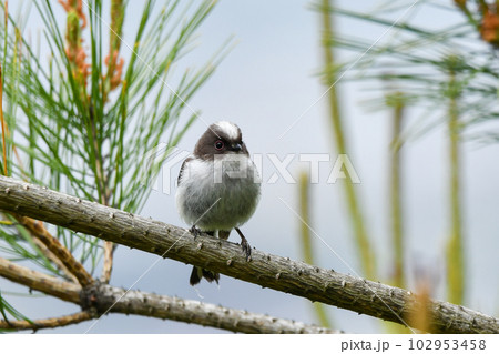 エナガの幼鳥 エナガの幼鳥 102953458